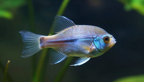 Cá ông tiên bơi trong bể thuỷ sinh