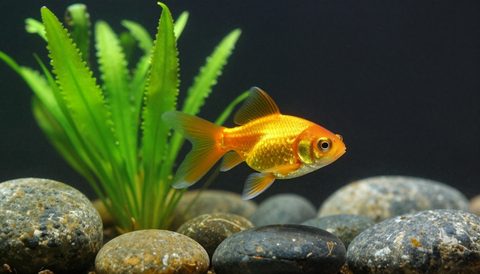 Goldfish among aquatic plants, dark background