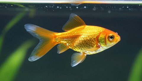 Goldfish in a planted aquarium