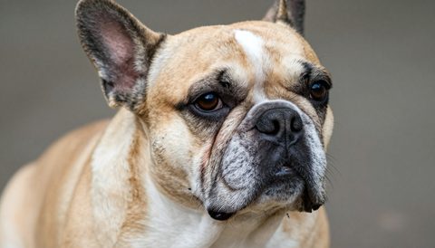 Chó bulldog Pháp lúc về già
