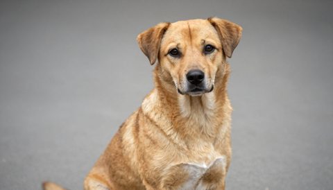 Mixed-breed dog sitting, looking at the camera