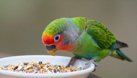 Lovebird eating seeds