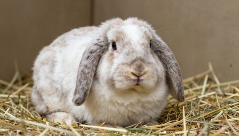 Holland lop rabbit resting on hay