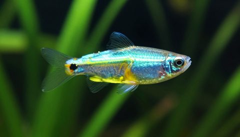 Neon tetra close-up, morning light