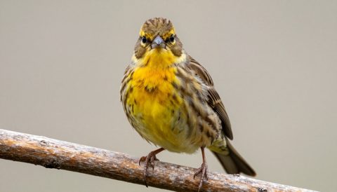 Canary perched on a branch