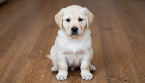 Chó labrador lúc còn nhỏ