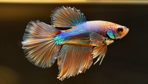 Betta fish close-up, golden hour