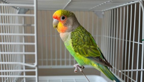 Lovebird in a large cage