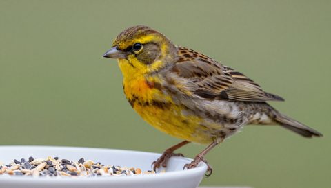Canary eating seeds