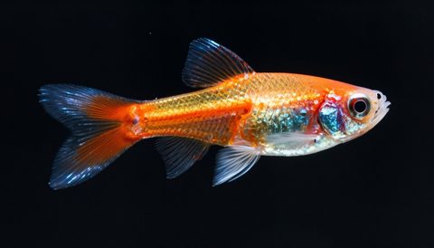 Guppy close-up