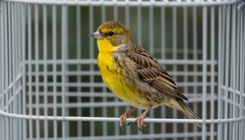 Canary in a large cage