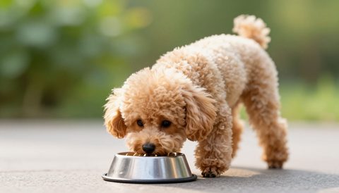 Chó poodle ăn trong bát, nắng sớm