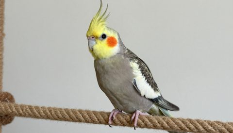 Cockatiel playing on a rope perch