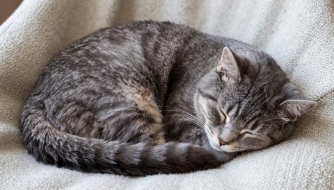 Grey tabby cat curled up asleep