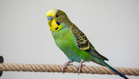 Budgerigar playing on a rope perch