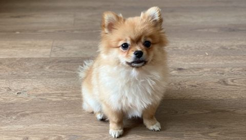 Chó phốc sóc lúc còn nhỏ