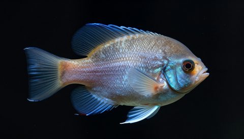 Angelfish close-up, dark background