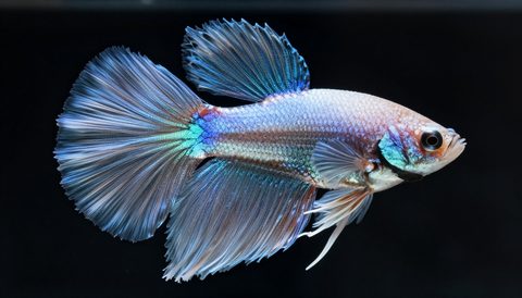 Cá betta cận cảnh