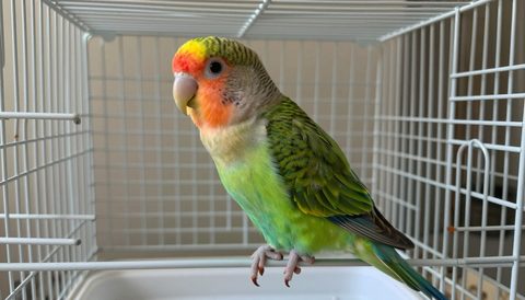 Vẹt lovebird trong lồng rộng