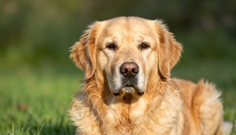 Golden retriever as a senior dog, morning light