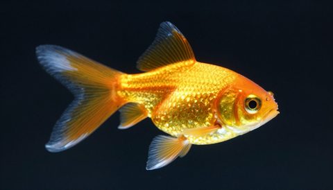 Goldfish close-up