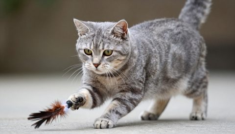 Mèo mướp xám vờn đồ chơi lông vũ