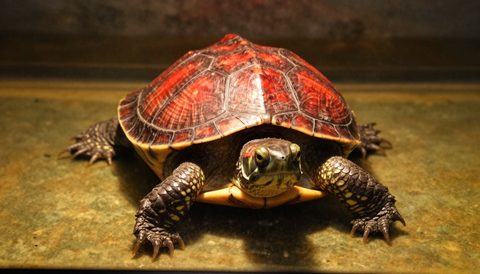 Red-eared slider basking under a lamp