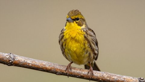 Canary perched on a branch