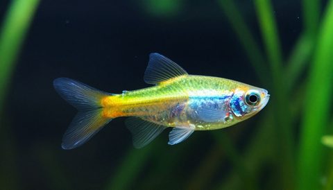 Cá neon bơi trong bể thuỷ sinh