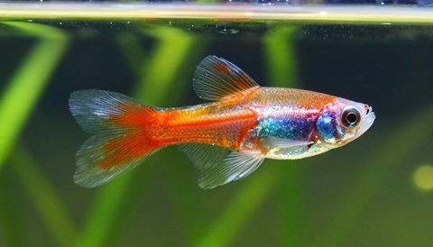 Guppy in a planted aquarium