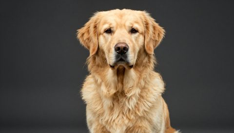 Golden retriever sitting, looking at the camera