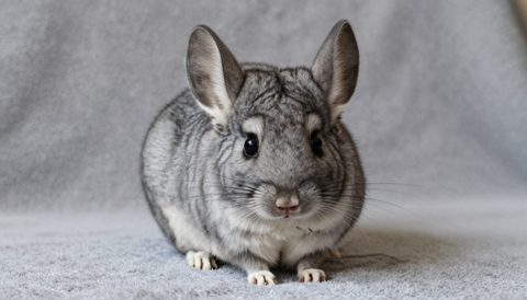 Chinchilla as a baby