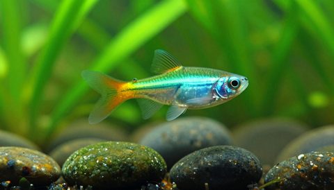 Neon tetra among aquatic plants, morning light