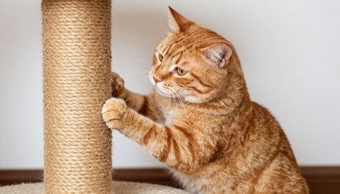 Orange tabby cat using a scratching post