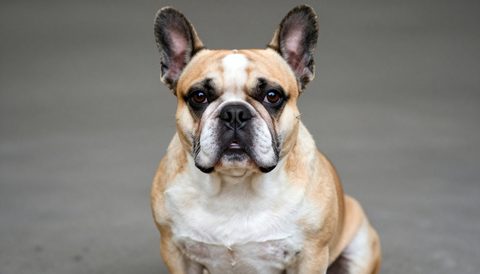 Chó bulldog Pháp ngồi nhìn thẳng
