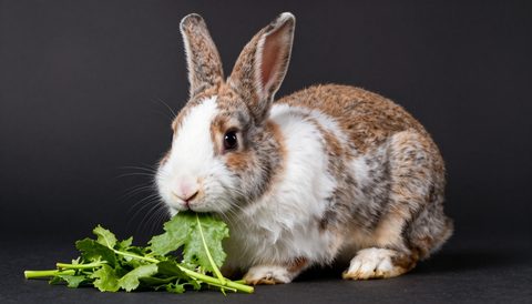 Spotted rabbit eating fresh greens, dark background