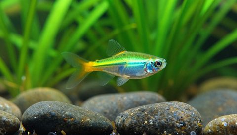 Cá neon bên cây thuỷ sinh