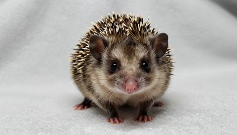Pygmy hedgehog as a baby