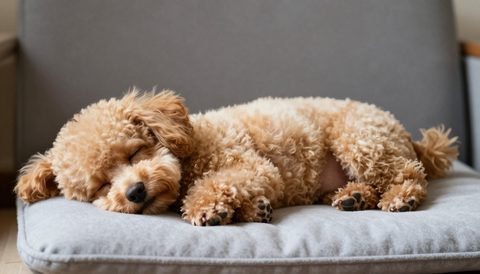 Toy poodle sleeping on a cushion