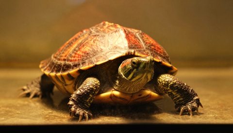 Red-eared slider basking under a lamp, golden hour