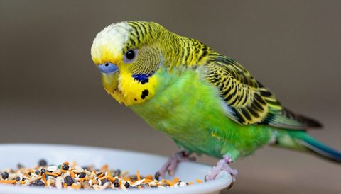 Budgerigar eating seeds