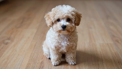 Toy poodle as a puppy