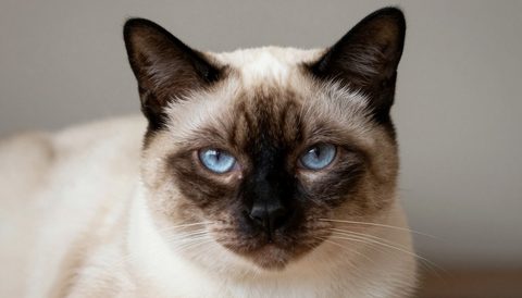 Siamese cat as a senior cat