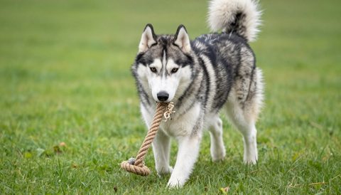 Siberian husky playing with a rope toy