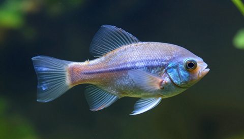 Cá ông tiên bơi trong bể thuỷ sinh