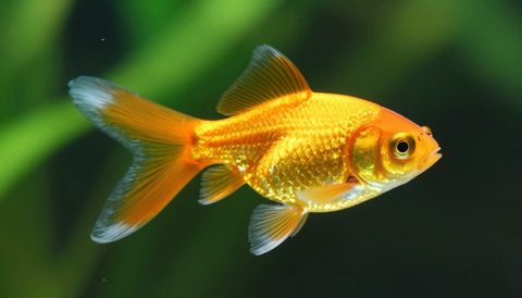 Goldfish close-up, morning light