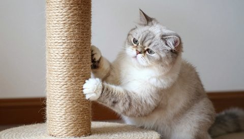 Persian cat using a scratching post