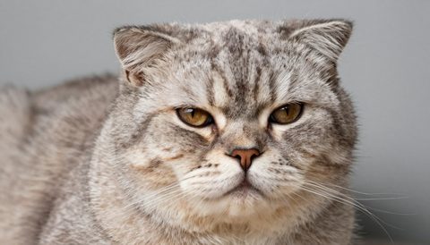 Scottish fold as a senior cat