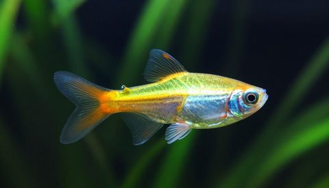 Cá neon bơi trong bể thuỷ sinh