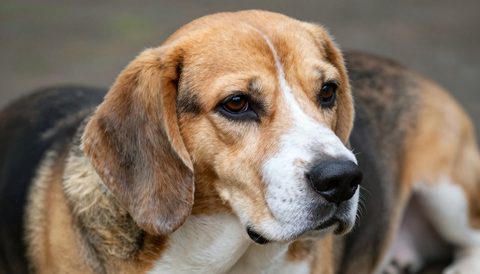 Beagle as a senior dog